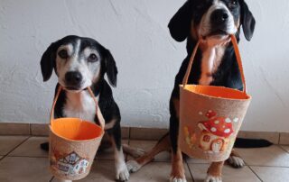 Graue Nasen – Mein Hund wird langsam alt…